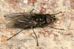 Fanniidae - slunilkovití
